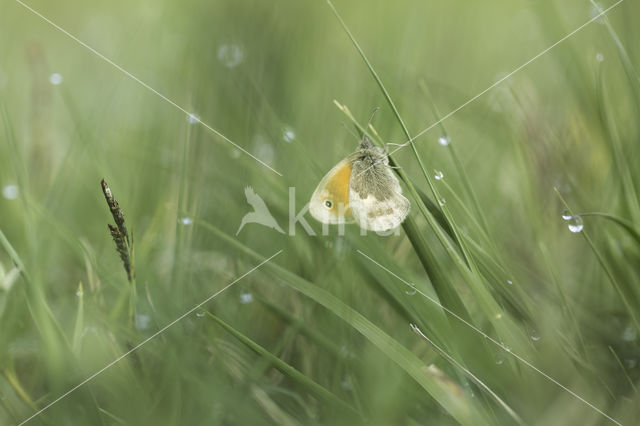 Hooibeestje (Coenonympha pamphilus)