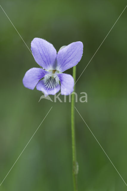 Bleeksporig bosviooltje (Viola riviniana)