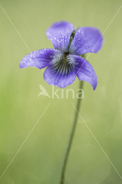 Bleeksporig bosviooltje (Viola riviniana)