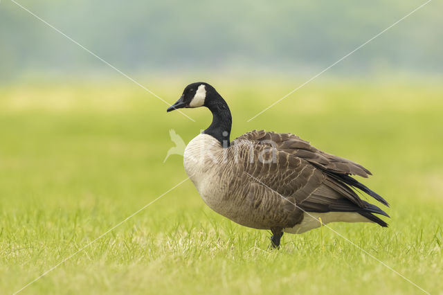 Canadese Gans (Branta canadensis)