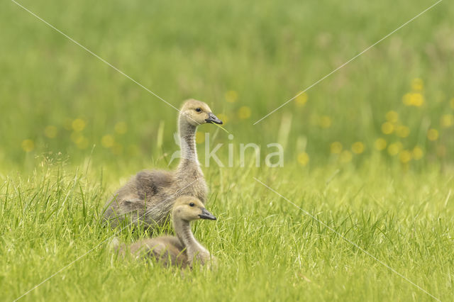 Canada Goose (Branta canadensis)