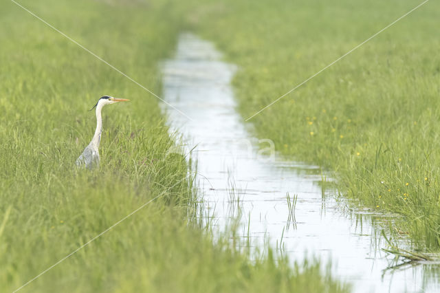 Blauwe Reiger (Ardea cinerea)