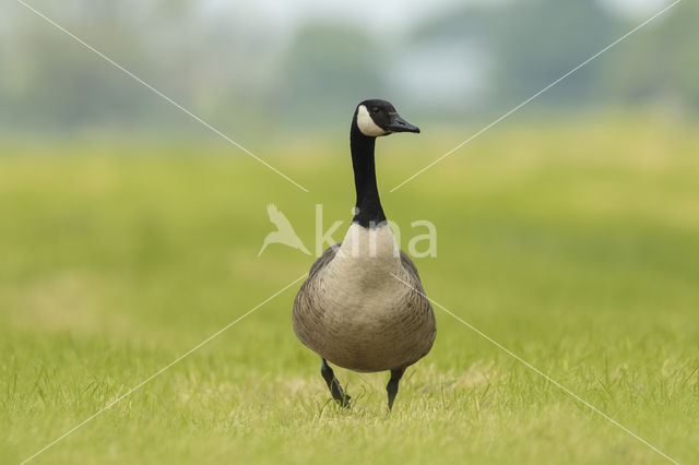 Canada Goose (Branta canadensis)