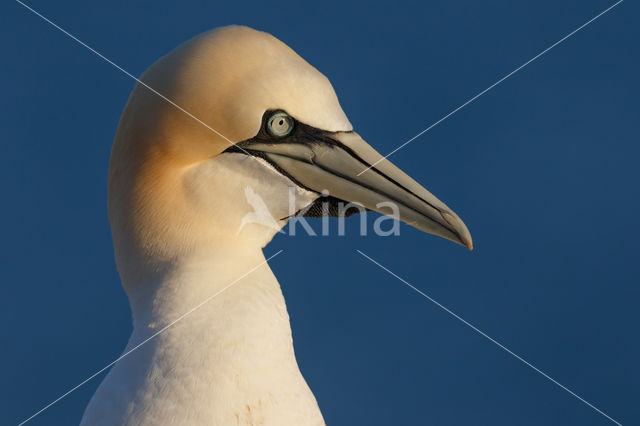 Northern Gannet (Morus bassanus)