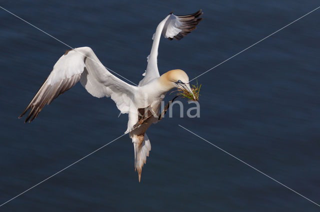 Northern Gannet (Morus bassanus)