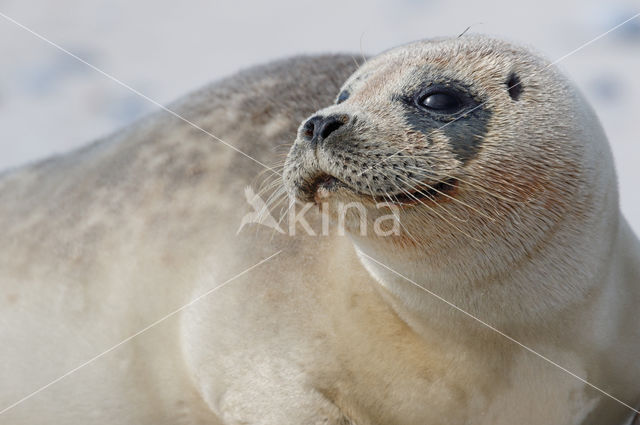 Gewone zeehond (Phoca vitulina)