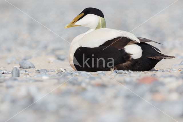 Eider (Somateria mollissima)