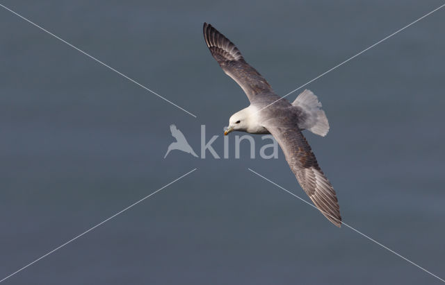 Noordse Stormvogel (Fulmarus glacialis)