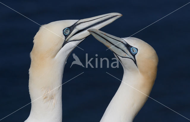 Northern Gannet (Morus bassanus)