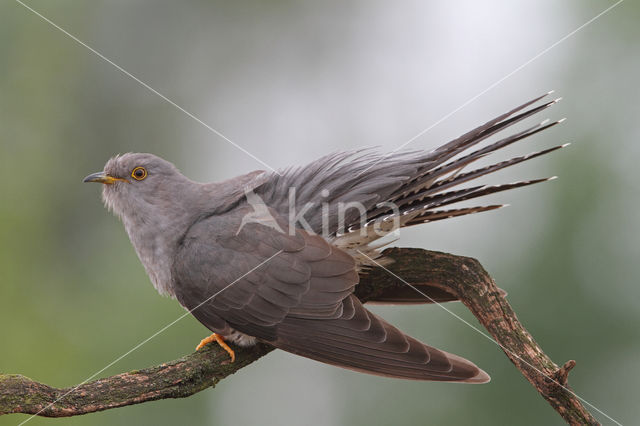 Common Cuckoo (Cuculus canorus)