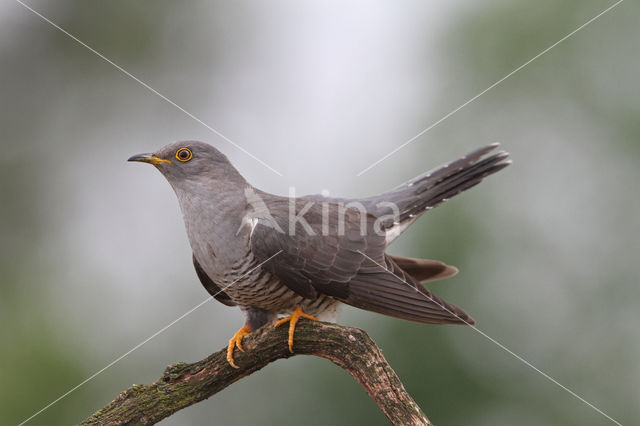 Common Cuckoo (Cuculus canorus)