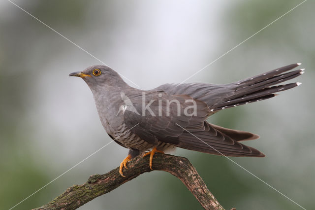 Common Cuckoo (Cuculus canorus)