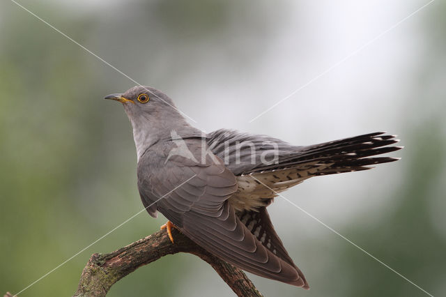 Common Cuckoo (Cuculus canorus)