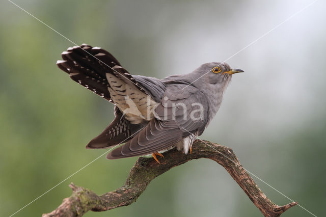 Common Cuckoo (Cuculus canorus)