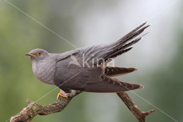 Common Cuckoo (Cuculus canorus)