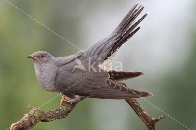 Common Cuckoo (Cuculus canorus)