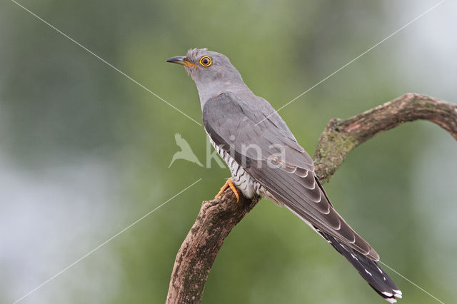 Common Cuckoo (Cuculus canorus)