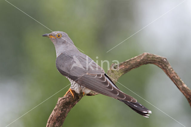 Common Cuckoo (Cuculus canorus)