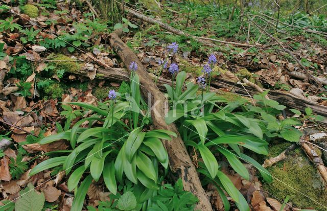 Spanish Bluebells (Hyacinthoides hispanica)