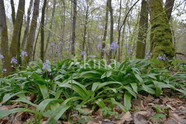 Spanish Bluebells (Hyacinthoides hispanica)