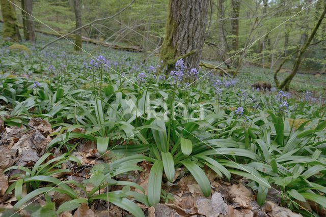 Spanish Bluebells (Hyacinthoides hispanica)