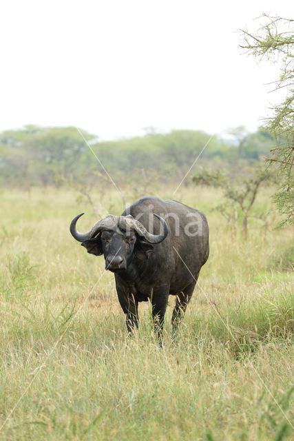 Savanna buffalo