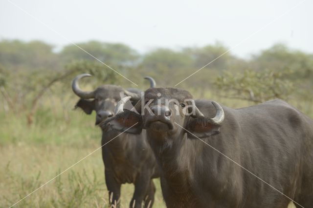 Savanna buffalo