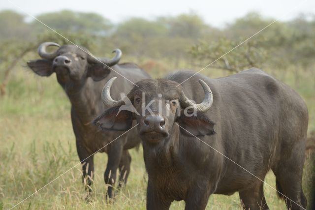 Kafferbuffel (Syncerus caffer caffer)