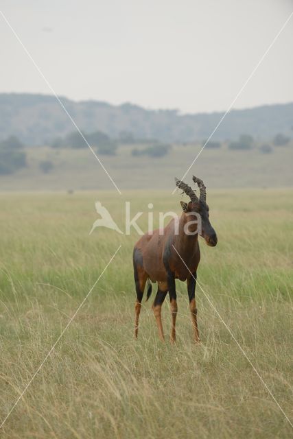 Topi