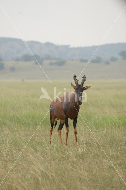 Topi