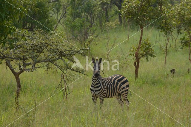 Burchell's zebra (Equus burchellii)