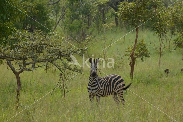 Burchell's zebra (Equus burchellii)