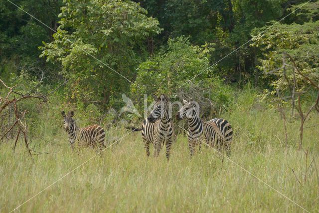 Burchell's zebra (Equus burchellii)