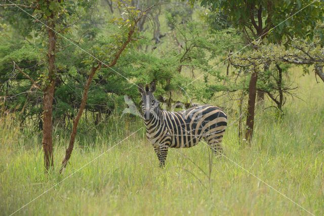 Burchell's zebra (Equus burchellii)