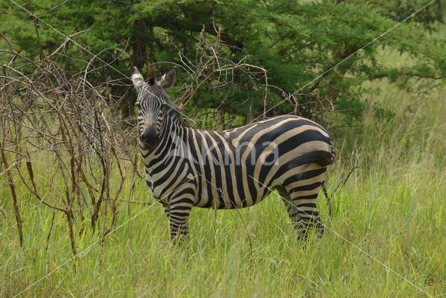 Burchell's zebra (Equus burchellii)