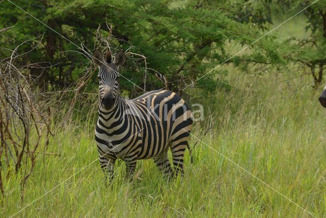 Burchell's zebra (Equus burchellii)