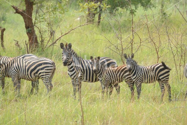 Burchell's zebra (Equus burchellii)