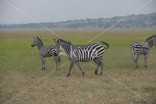 Burchell's zebra (Equus burchellii)