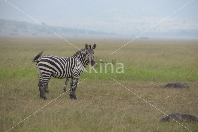 Burchell's zebra (Equus burchellii)