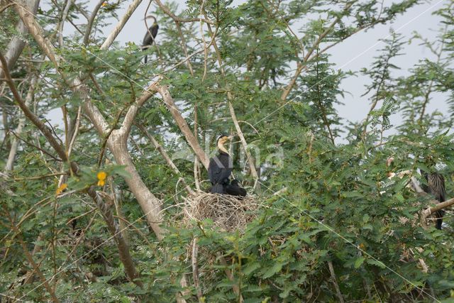 Great Cormorant (Phalacrocorax carbo)