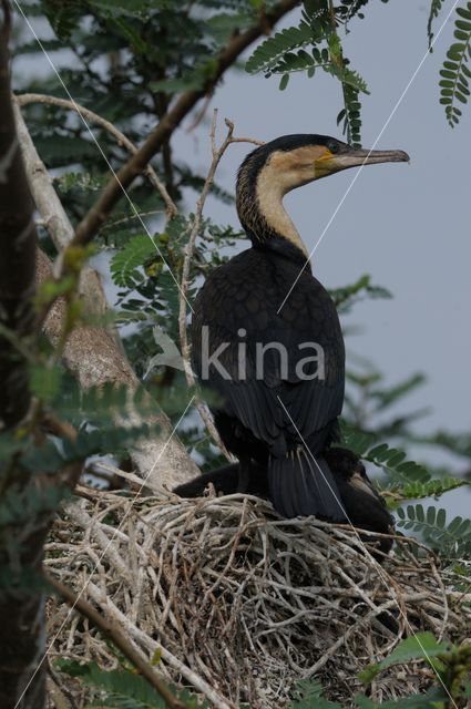 Aalscholver (Phalacrocorax carbo)