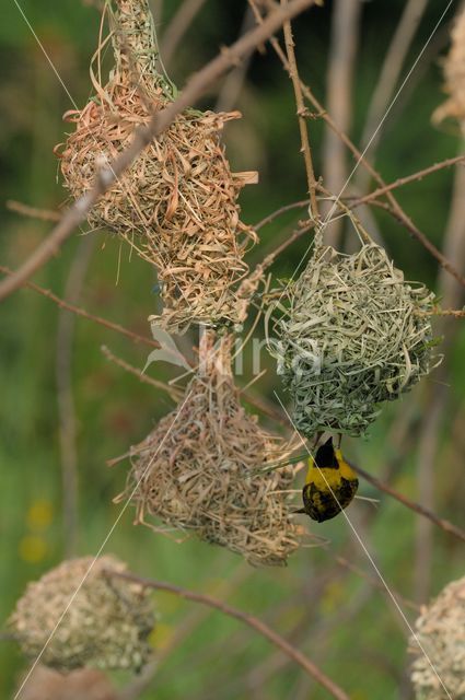 Village Weaver (Ploceus cucullatus)