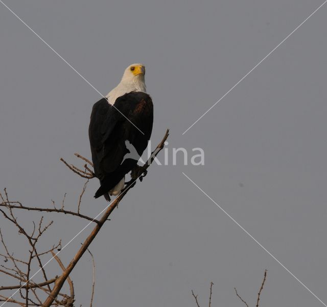 Afrikaanse Zeearend (Haliaeetus vocifer)