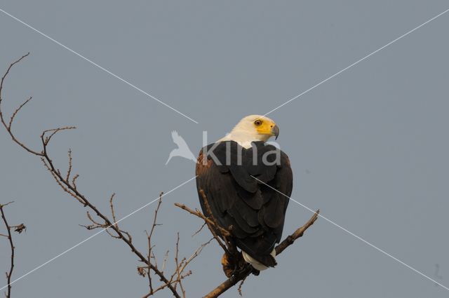 African fish eagle (Haliaeetus vocifer)