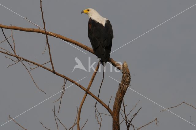 African fish eagle (Haliaeetus vocifer)