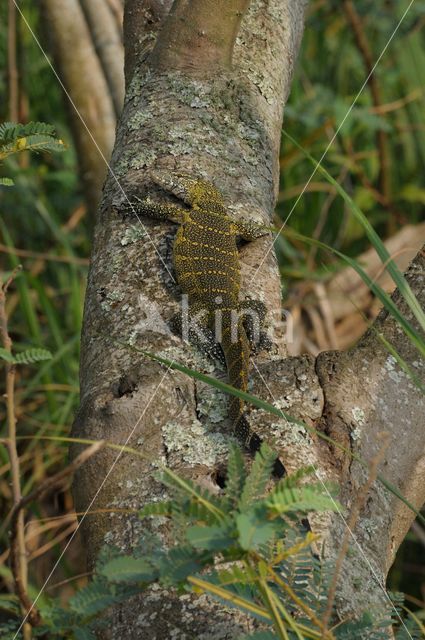 Nile Monitor (Varanus niloticus)