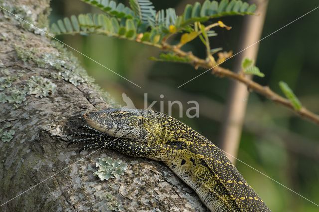 Nile Monitor (Varanus niloticus)