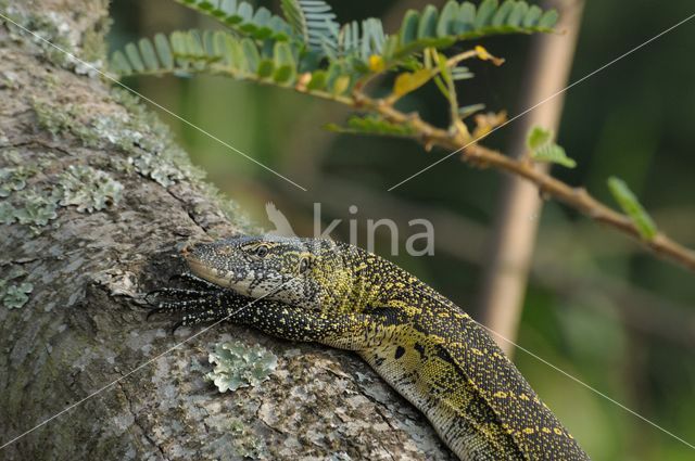 Nijlvaraan (Varanus niloticus)