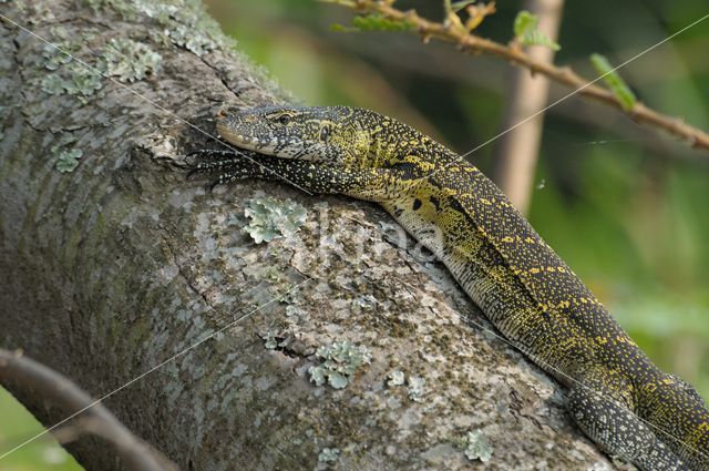 Nile Monitor (Varanus niloticus)