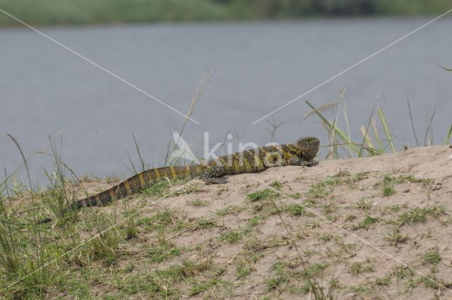 Nile Monitor (Varanus niloticus)